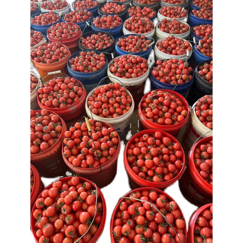 攀枝花千禧小番茄 櫻桃紅小西紅柿引領(lǐng)當(dāng)季鮮果風(fēng)潮